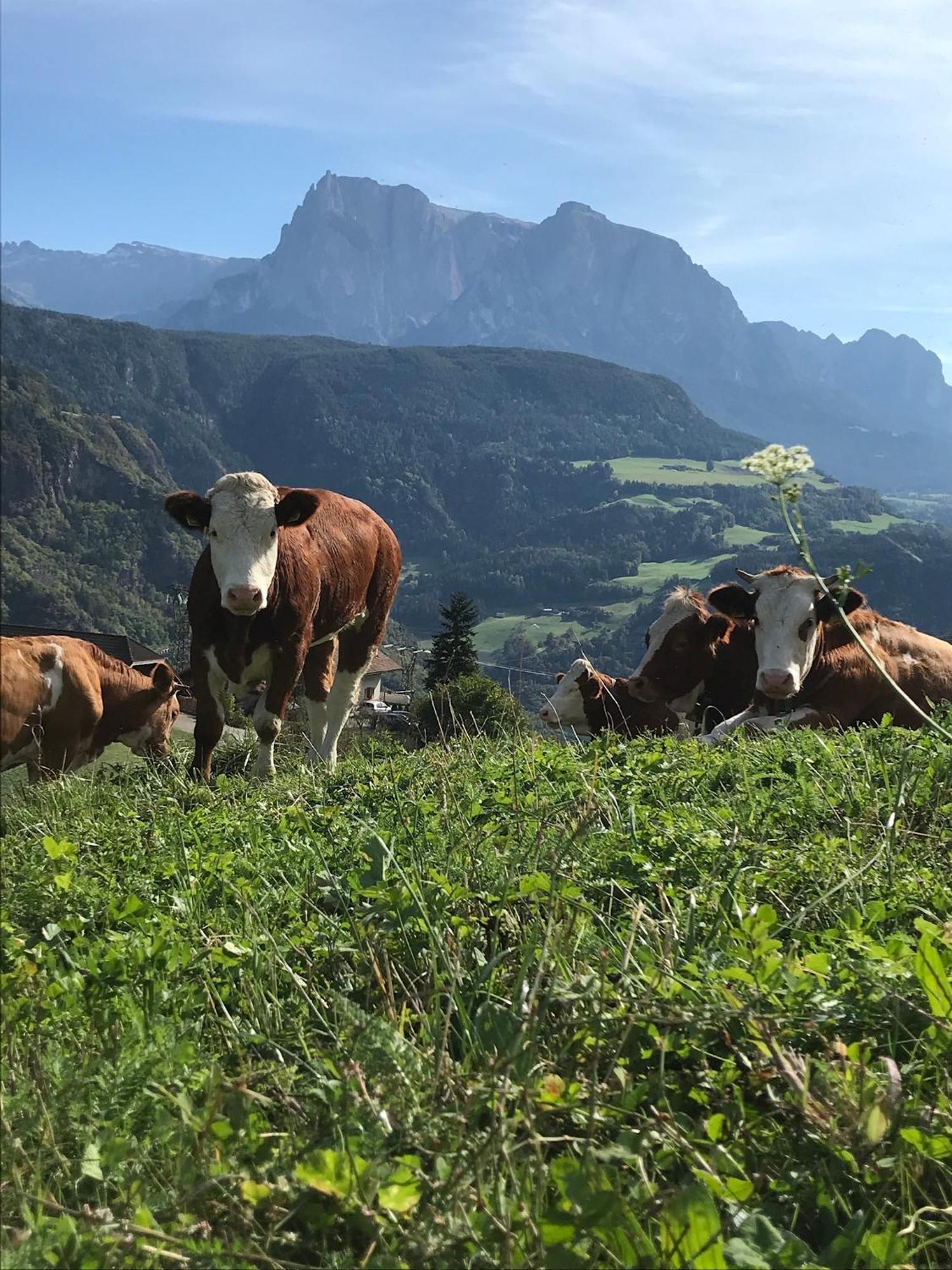 Gasserhof バルビアーノ エクステリア 写真