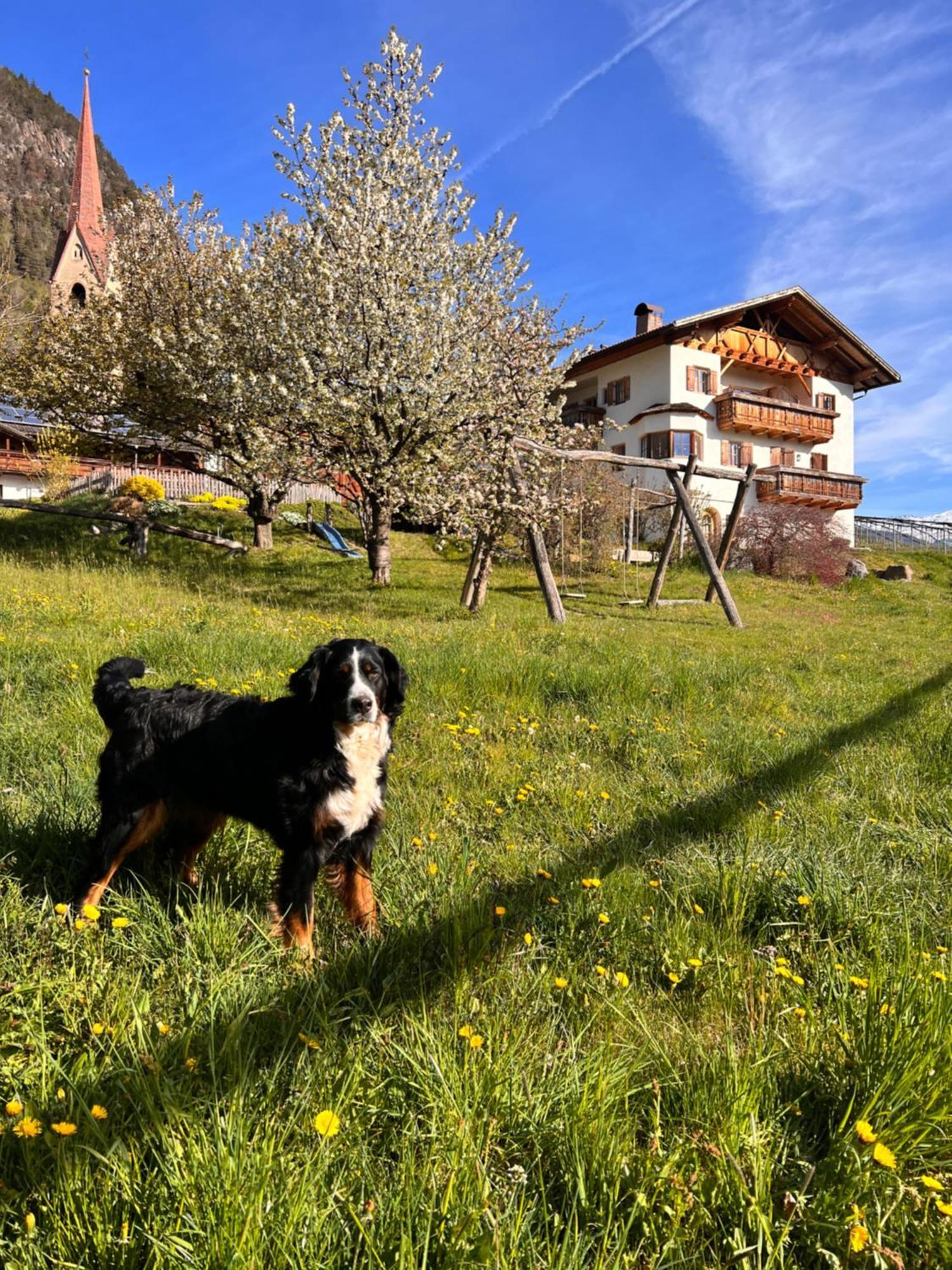 Gasserhof バルビアーノ エクステリア 写真